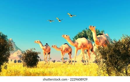 95 Camel Evolution Images, Stock Photos & Vectors | Shutterstock