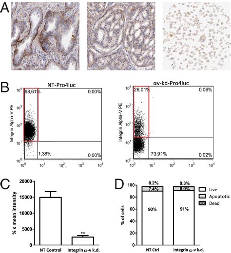 Integrin αv Expression Is Required for the Acquisition of a Metastatic