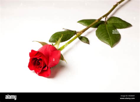 Single Red Rose Isolated On A White Background Stock Photo Alamy