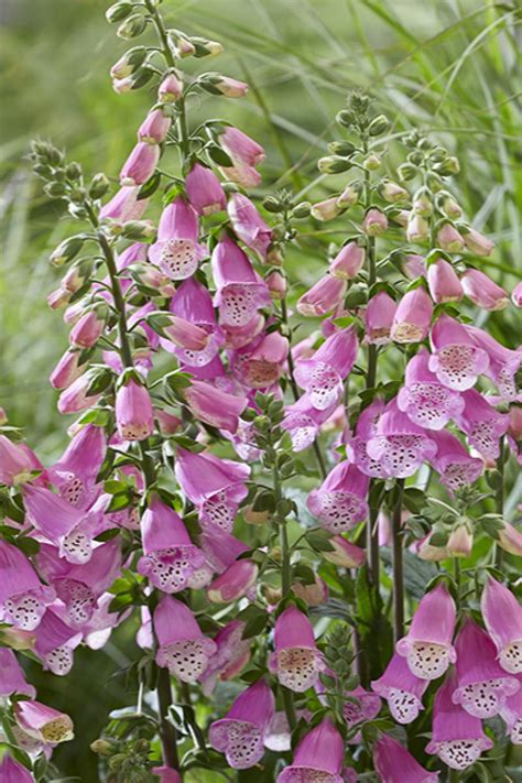 Pink Panther Foxglove, Digitalis x 'Pink Panther', Monrovia Plant