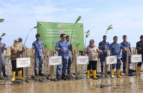 Peduli Kelestarian Lingkungan Tni Au Gandeng Brgm Untuk Tanam Mangrove