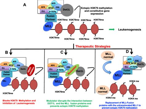 Role Of HDot1L In MLL Related Leukemogenesis A MLL Gene Which