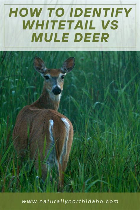 How To Tell A Mule Deer From A Whitetail Deer Naturally North Idaho