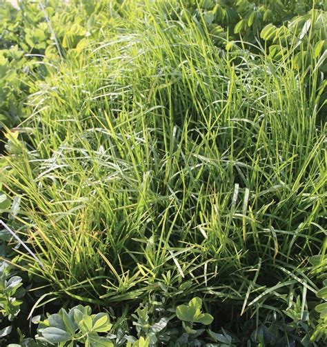 Wisconsin Native Grasses Johnsons Nursery Knowledgebase