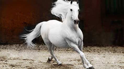 Stallion Horse Wallpaper