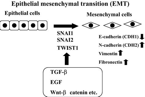 Epithelialmesenchymal Transition In The Skin Journal Of