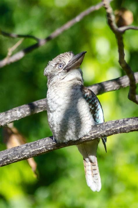 Closeup Of Kookaburra In Its Natural Habitat On Magnetic Island