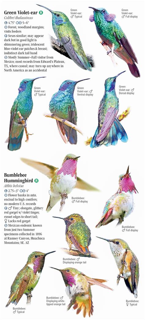 Hummingbirds of North America – Quick Reference Publishing Retail