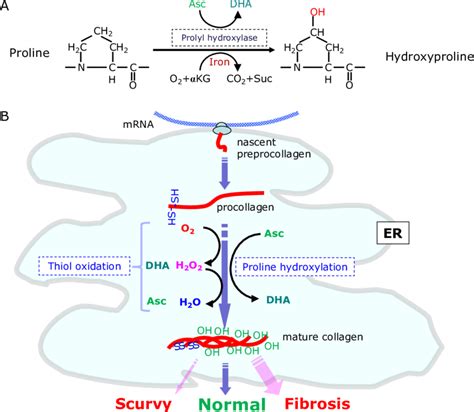 Proline hydroxylation and the maturation of collagen in the ER. (A ...