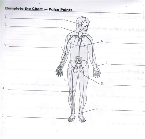 Pulse Points Diagram Quizlet