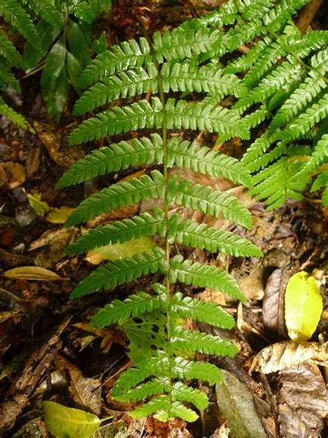 Flora Of New Zealand Taxon Profile Dryopteris Affinis