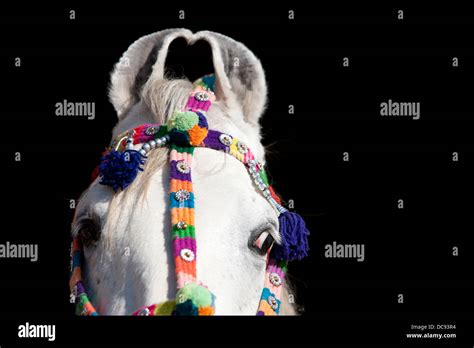 Horse Turning Head Hi Res Stock Photography And Images Alamy