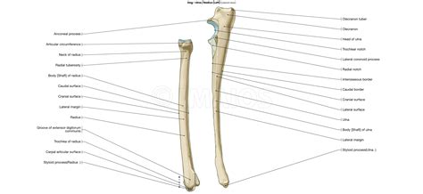 Radius Bone In Dog at Lisa Post blog