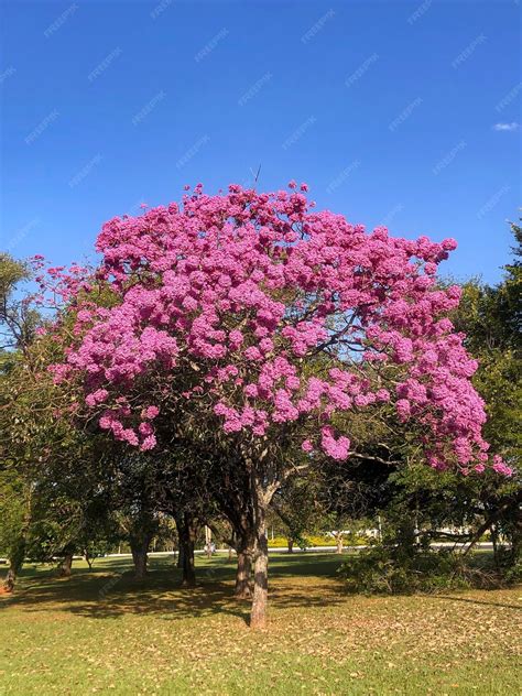 Premium Photo Trees In Flower Pink Trumpet Tree Tabebuia Impetiginosa