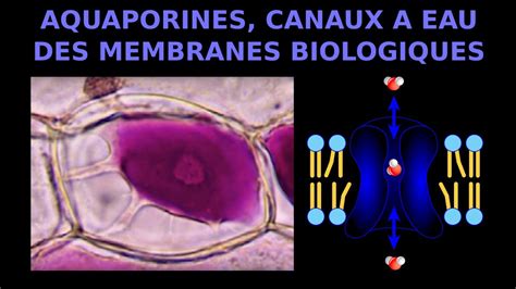 Aquaporines protéines à eau des membranes biologiques SVT Kempf