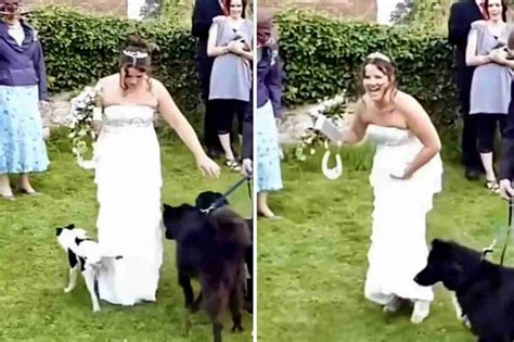 Video Divertente Cagnolino Randagio Irrompe In Un Matrimonio