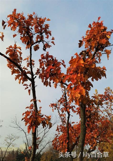 春赏樱花秋赏叶，樱花叶子红于花，这现象你注意到没有？ 每日头条