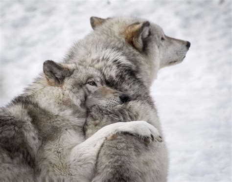 9 Startling Wolf Facts That Will Leave You Stunned