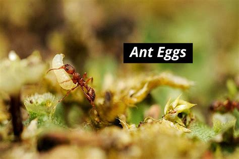 Ant Eggs What Do They Look Like How To Get Rid Of Them