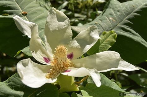 Magnolia Macrophylla Tg Urzeitwald Waldhilsbach