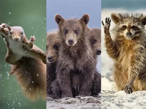 Canguru e esquilo Veja as fotos mais engraçadas da vida selvagem