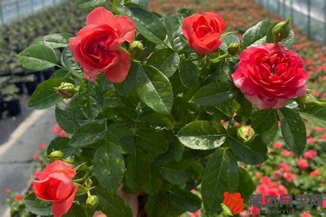 夏季月季花残花修剪养护 藤本月季网