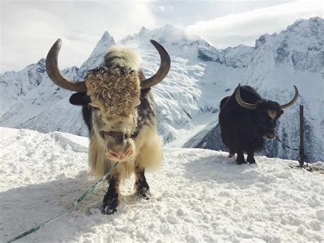 What Is a Yak? 8 Spectacular Facts About Yaks