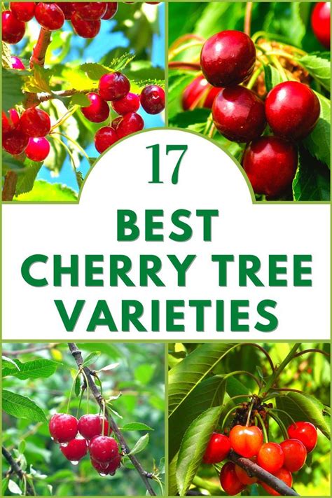 17 Cherry Tree Varieties Cherry Tree Varieties Cherry Trees Garden Growing Cherry Trees