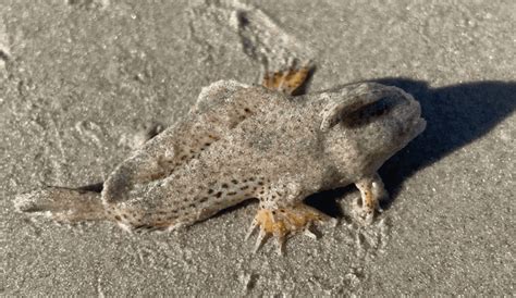 Extraño pez mano que se creía extinto aparece en una playa de Tasmania