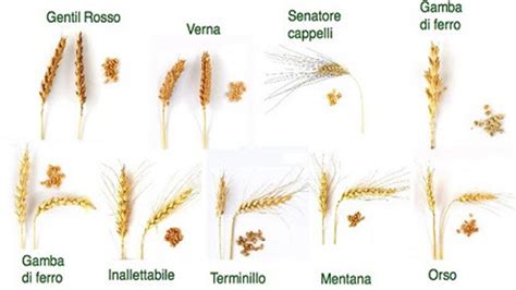 Semi Antichi Il Patrimonio Vegetale Che Sta Lentamente Scomparendo