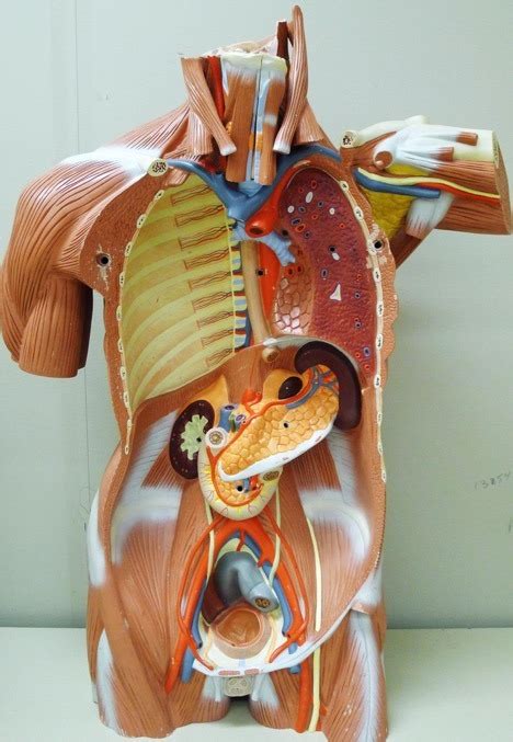 Pink Torso Body With Pancreas And Easy To Distinguish Muscles Diagram