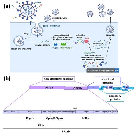 (a) SARS-CoV-2 is an enveloped positive-sense single-stranded RNA... | Download Scientific Diagram