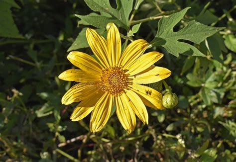 Mexican Sunflower Or Tree Marigold Tithonia Diversifolia On Garden