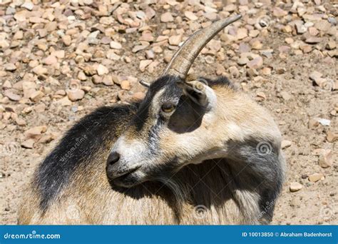 Billy Goat On Farm Stock Photo Image Of Horn Goat Animal 10013850