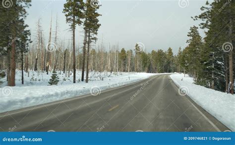 Forest Fire Aftermath Burnt Charred Trees In Usa Black Dry Burned