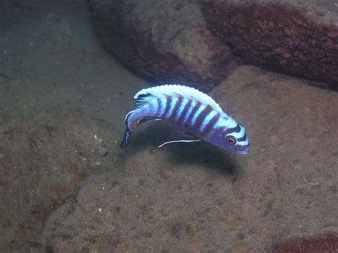 Magical Mbuna Cichlids From Lake Malawi Fishkeeping News