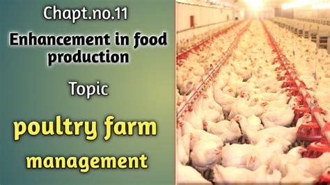 Poultry Farm Management Chapt No 11 Enhancement In Food Production