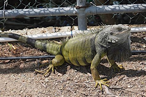 Iguana Hunting 101: How to Target This Invasive and Destructive Species ...