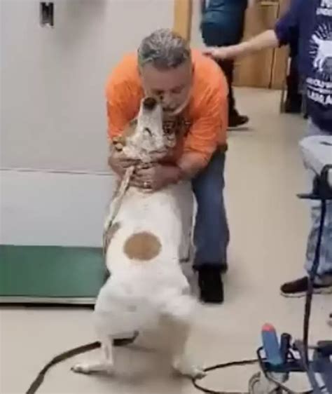 Emociones Desatadas Un Conmovedor Reencuentro Entre Un Perro Y Su