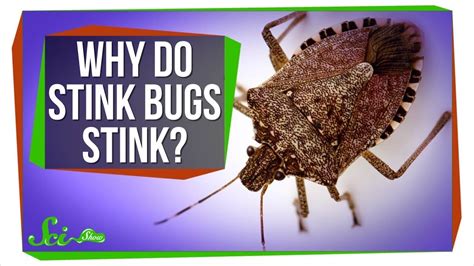 Are Stink Bugs Poisonous To Dogs