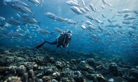 Diving - Dusit Thani Maldives