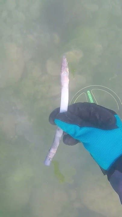Золотой подводный поиск | Ищу металлоискателем Minelab Excalibur - YouTube