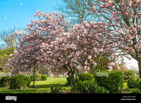 Prunus Serrulata Kanzan Cherry Tree Banque De Photographies Et Dimages