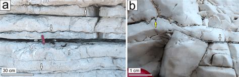 Examples of macroscopic dissolution structures in outcrop a Outcrop of... | Download Scientific ...