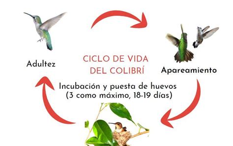 Introducir Imagen Partes Del Cuerpo Del Colibri Viaterra Mx The Best