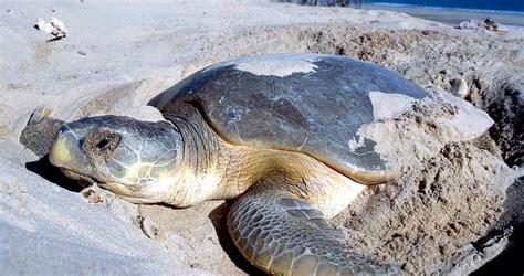 Flatback Sea Turtle – "OCEAN TREASURES" Memorial Library