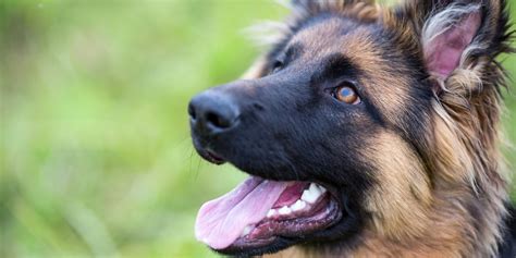 Jolly Facts About German Shepherds The Fact Site