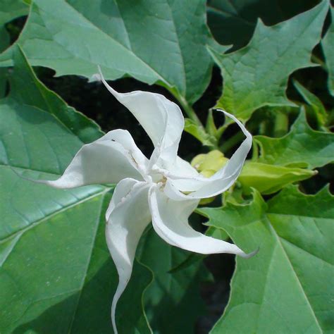 Datura Stramonium Globuli Kaufen Remedia Homöopathie