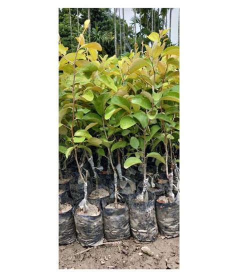 Maan Organic Farms Red Sundari Apple Ber Plant Grafted Ft Pack