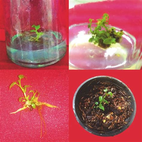 In Vitro Plant Regeneration Through Direct Shoot Organogenesis From